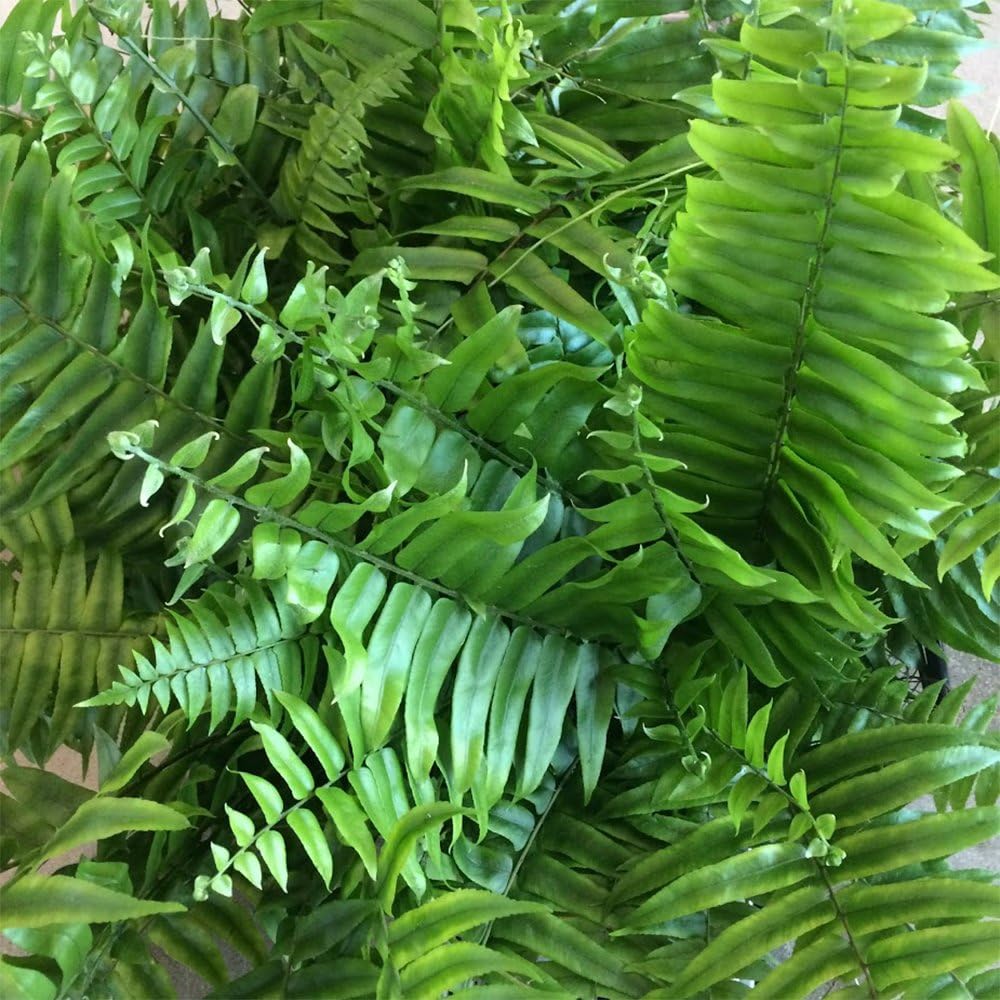 Macho Giant Sword Fern 1 Gallon Live Plant, 6" Pot H823347
