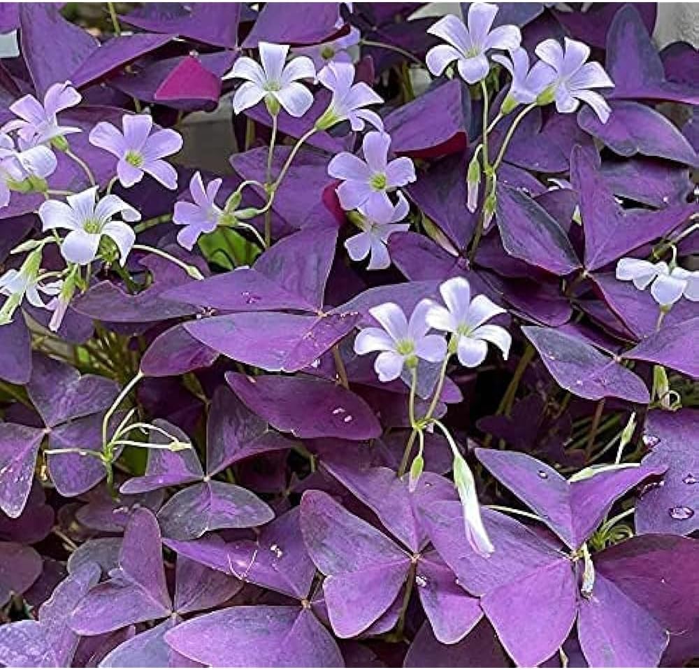 Oxalis Triangularis Purple Shamrocks - 10 Bulbs L556745