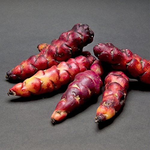 Oxalis Triangularis 'Purple Shamrocks' Plant Bulbs (20 Pack) K6758