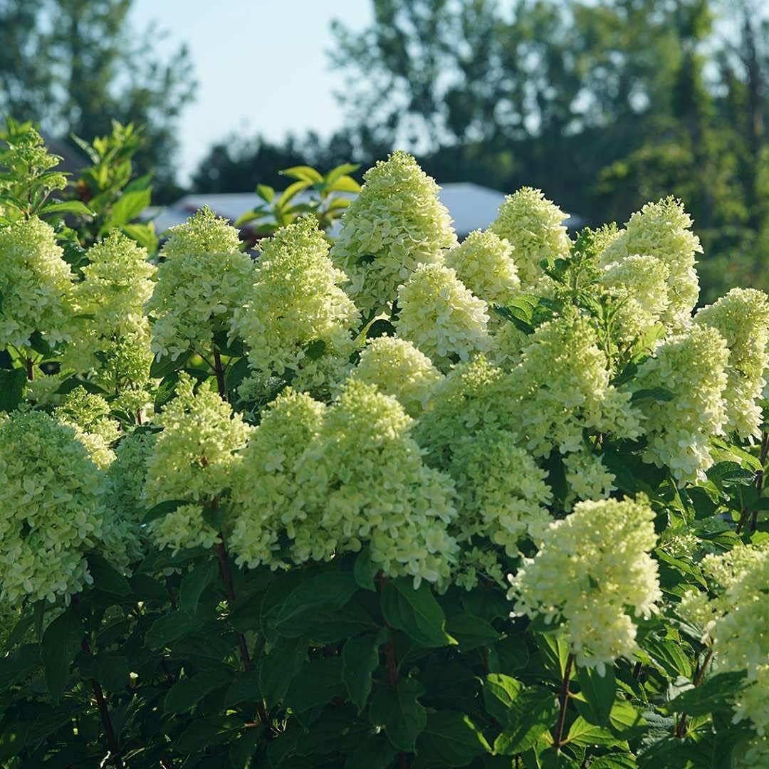 LIMELIGHT PRIME® Panicle Hydrangea 4" Pot K150