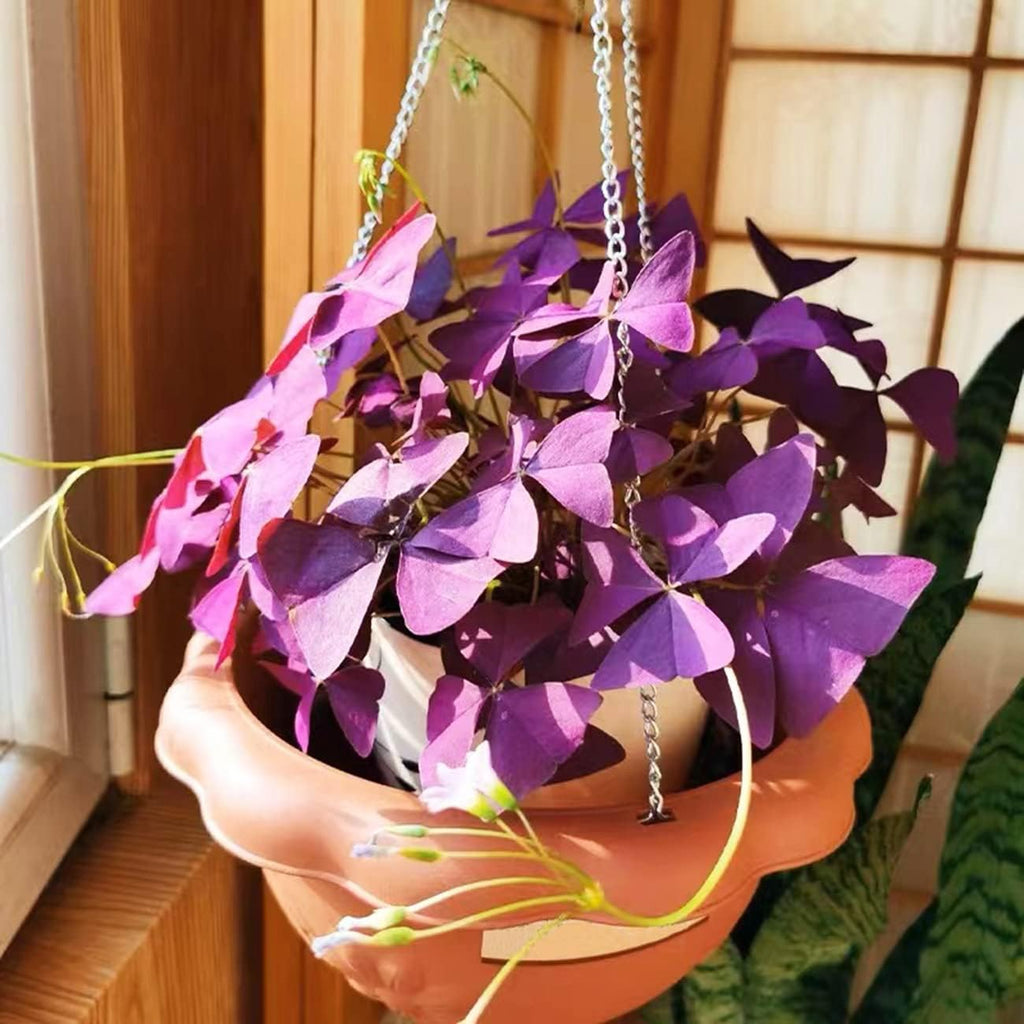 Purple Shamrocks Oxalis Triangularis Bulbs for Planting Indoors or Outdoors D959405