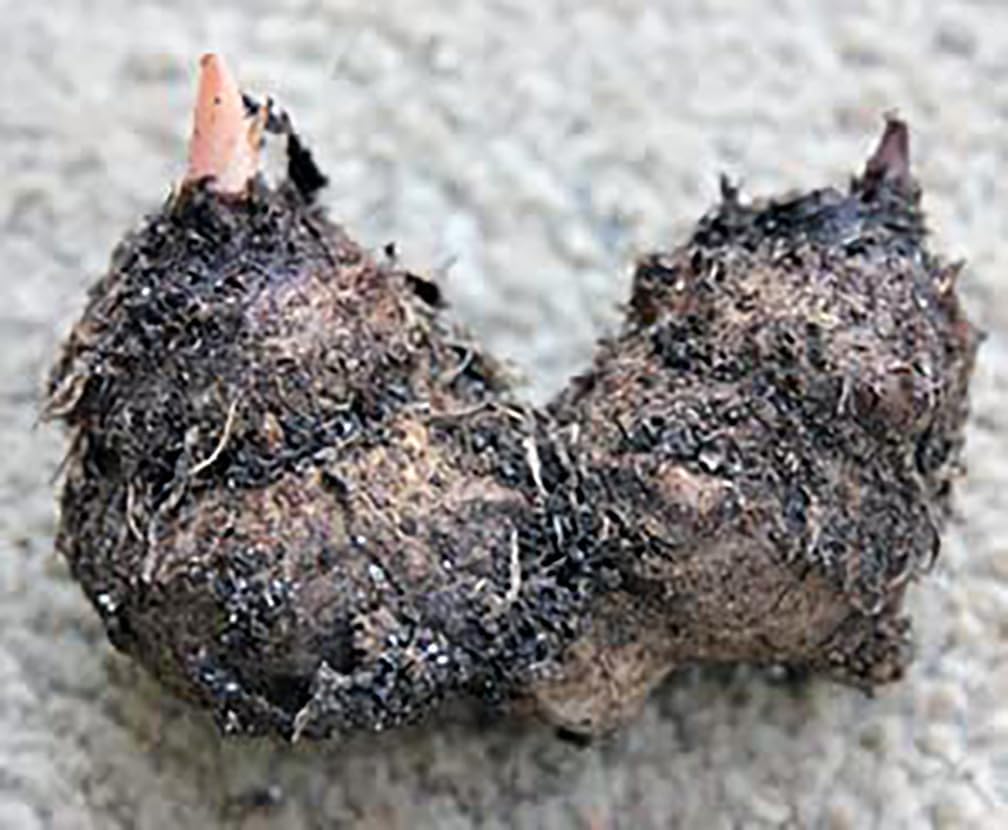 Kathleen Caladium Large Size Root K483