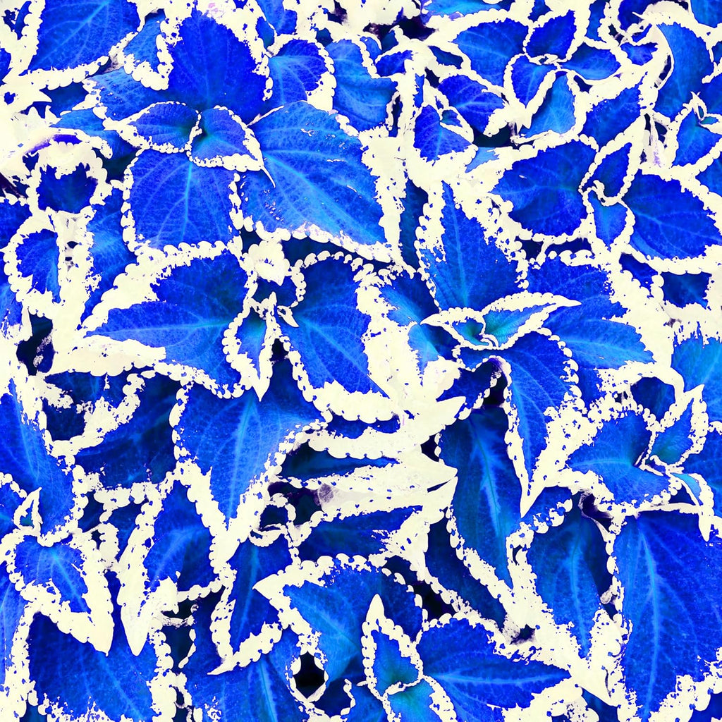 Coleus Seeds for Planting 30pcs Non-GMO Perennial Outdoor Garden S728761