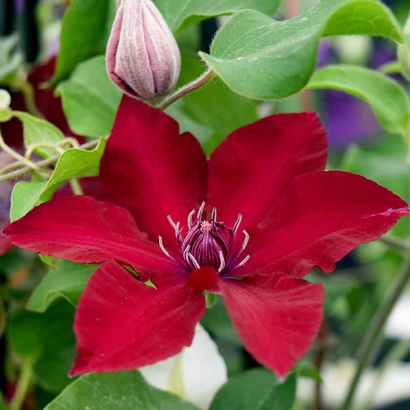 Clematis Vine Plant Live, Red, 4-6 Inch Tall, 2.5 Inch Pot V3762