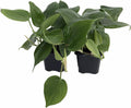 Heart Leaf Philodendron cordatum - 2 Plants - World's Easiest Houseplant-3" Pots