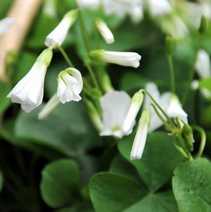 Oxalis Triangularis 'Purple Shamrocks' Plant Bulbs (20 Pack) K6758