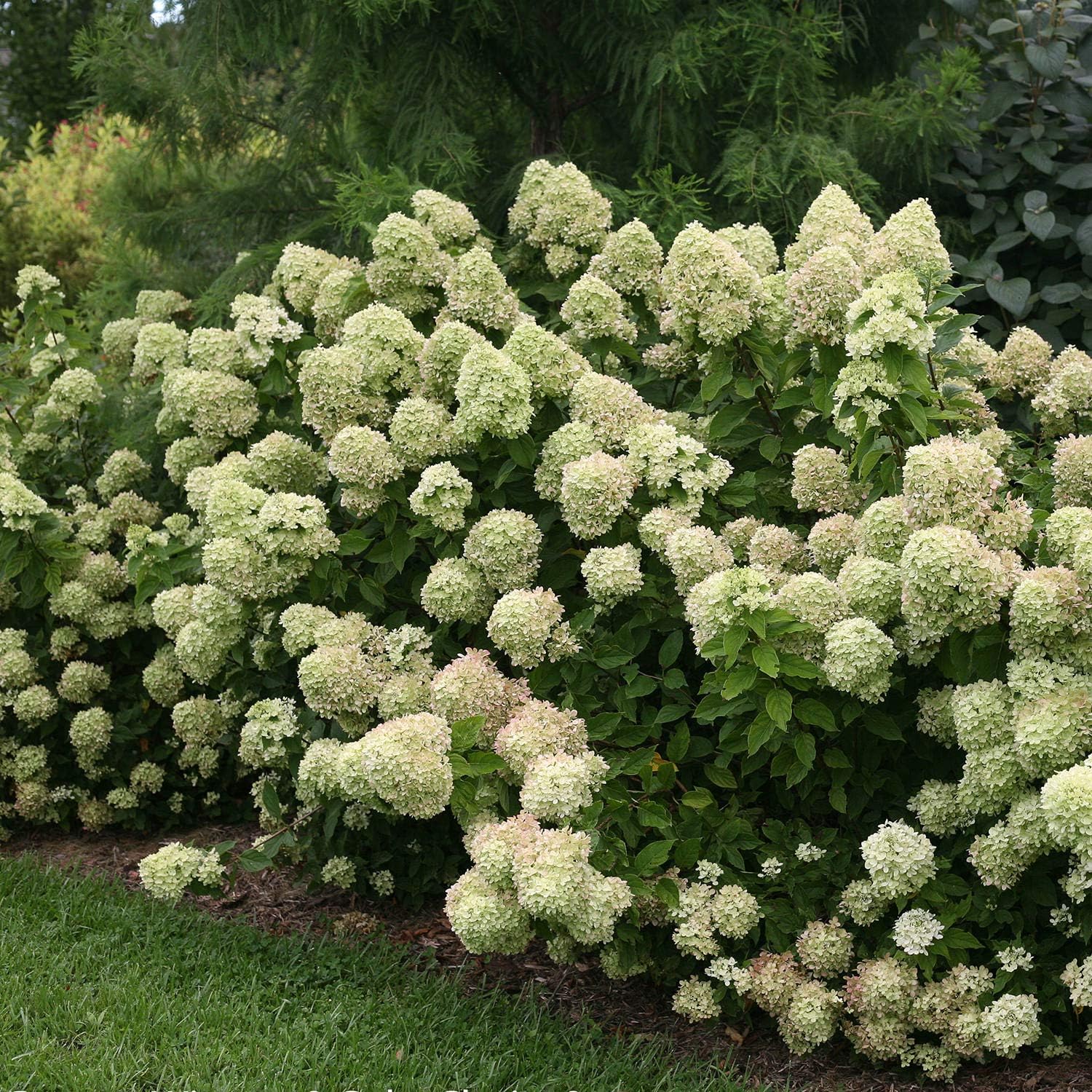 Little Lime Panicle Hydrangea Live Plant in Quart Pot T477399