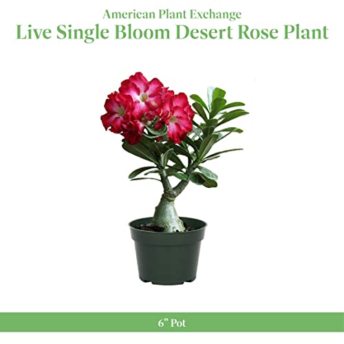 American Plant Exchange Live Desert Rose Plant, Pink Flowers, 5" Pot Z71245