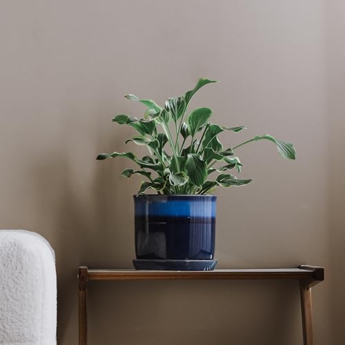 8 Inch Ceramic Plant Pot with Drainage Hole & Saucer for Indoor Outdoor A9888