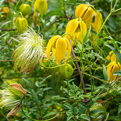Outsidepride 1000 Seeds Perennial Clematis Climbing Vine Garden Seeds for Planting