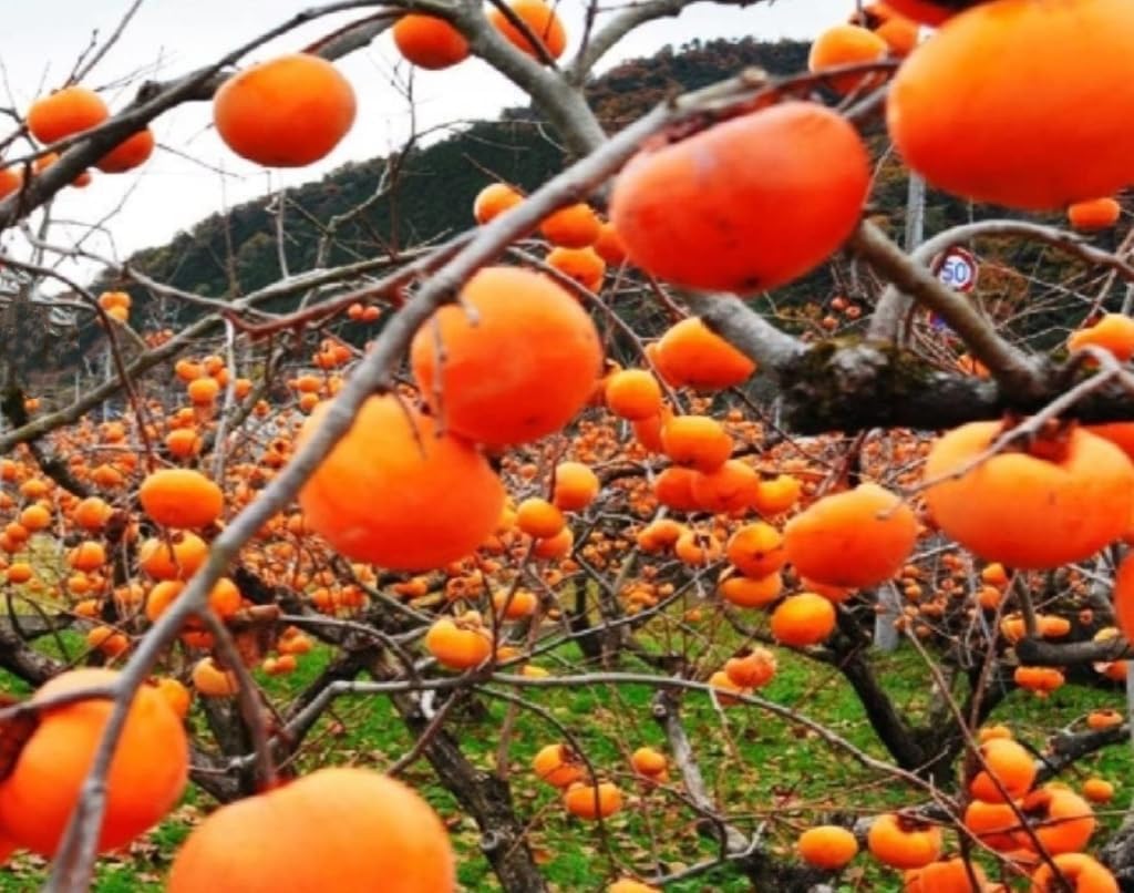 120 Japanese Persimmon Seeds for Planting Outdoors Non GMO Heirloom Y159