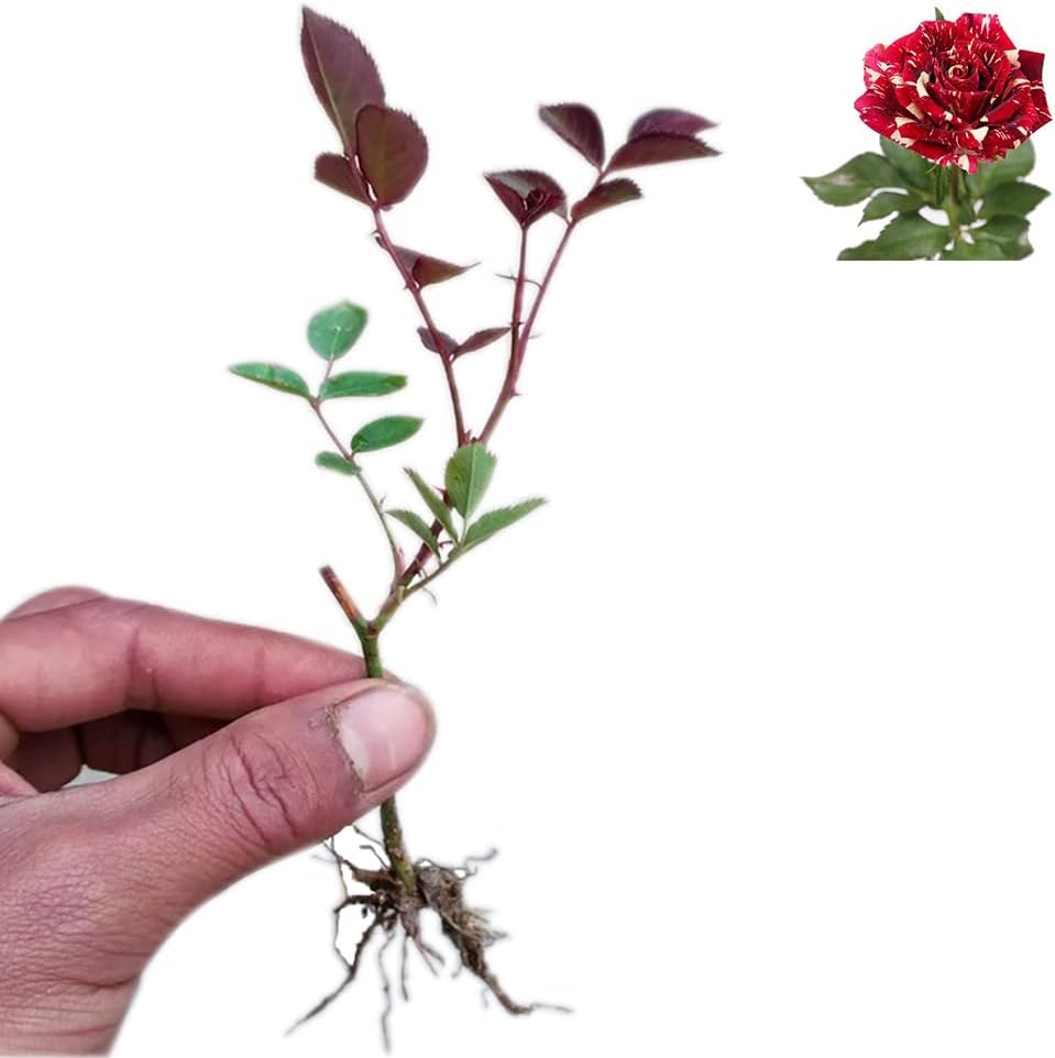Dark Red Stripes Rose Bush Live Plant Outdoor Garden J946