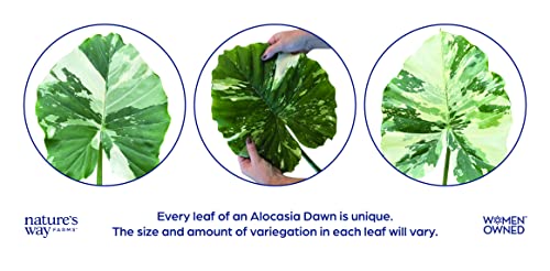 Alocasia Dawn Variegated Live Plant 18-24 in. Tall in Grower Pot Q7168