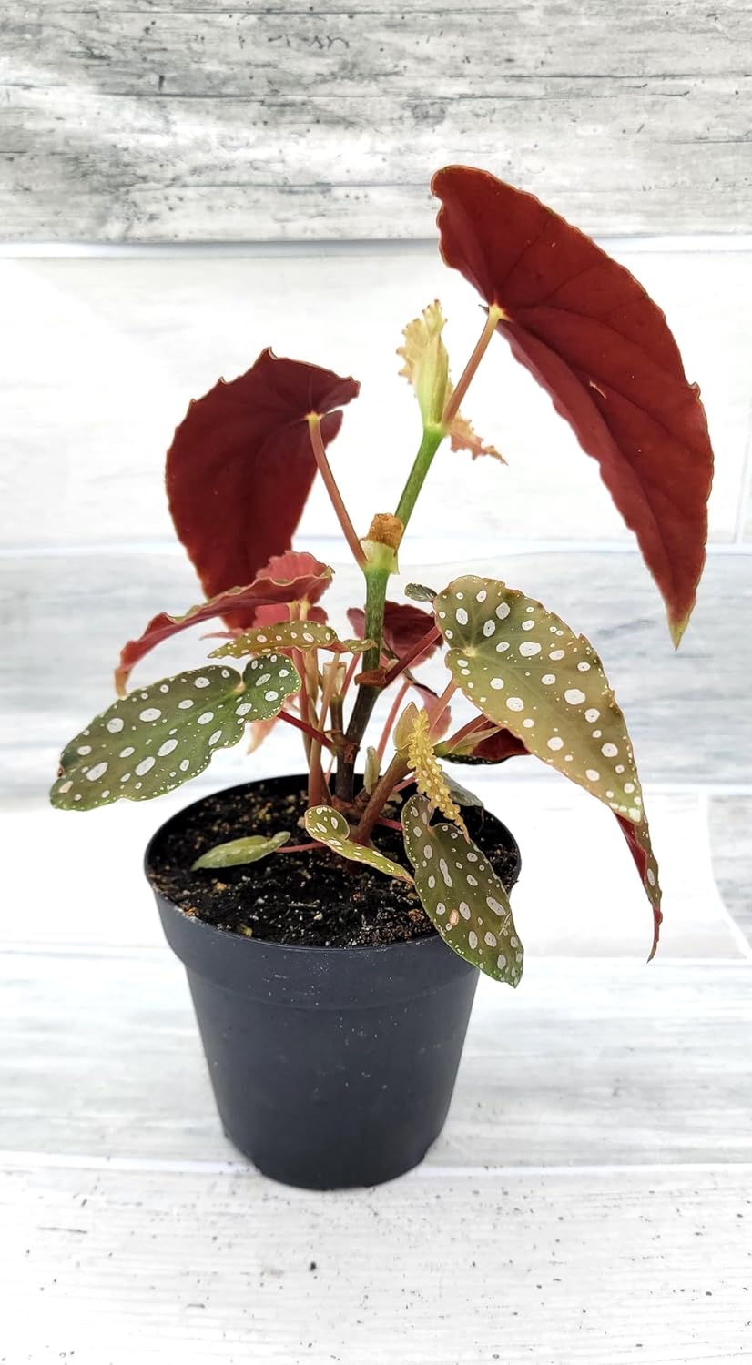 Begonia Maculata Angelwing in 4 Inch Nursery Pot by 3exoticgreen U361