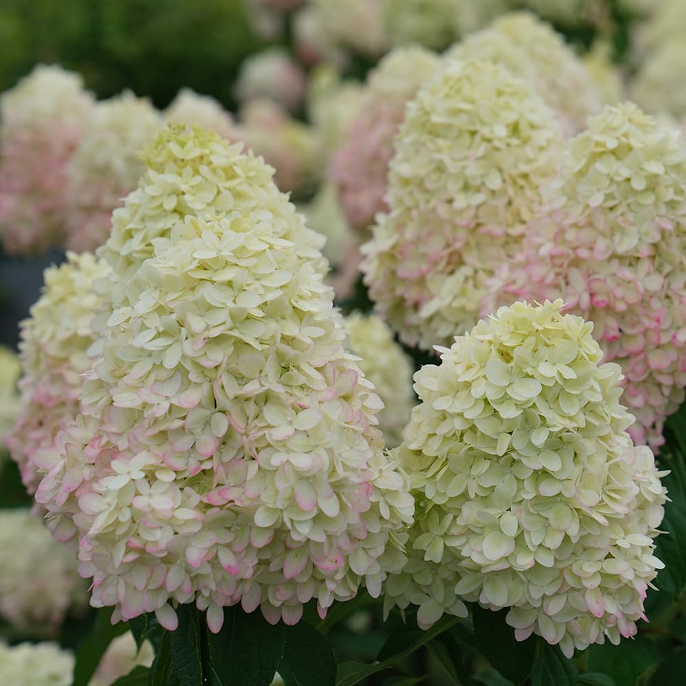 Limelight Prime Panicle Hydrangea 3 Gal Proven Winners C958453