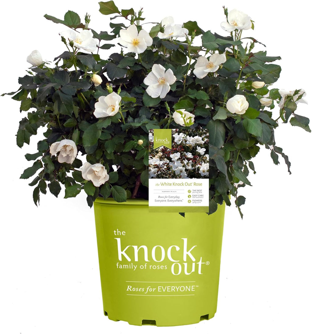 Knockout White Rose and Double Knockout Cherry Red Plant Bundle, 1 Gallon Q79677