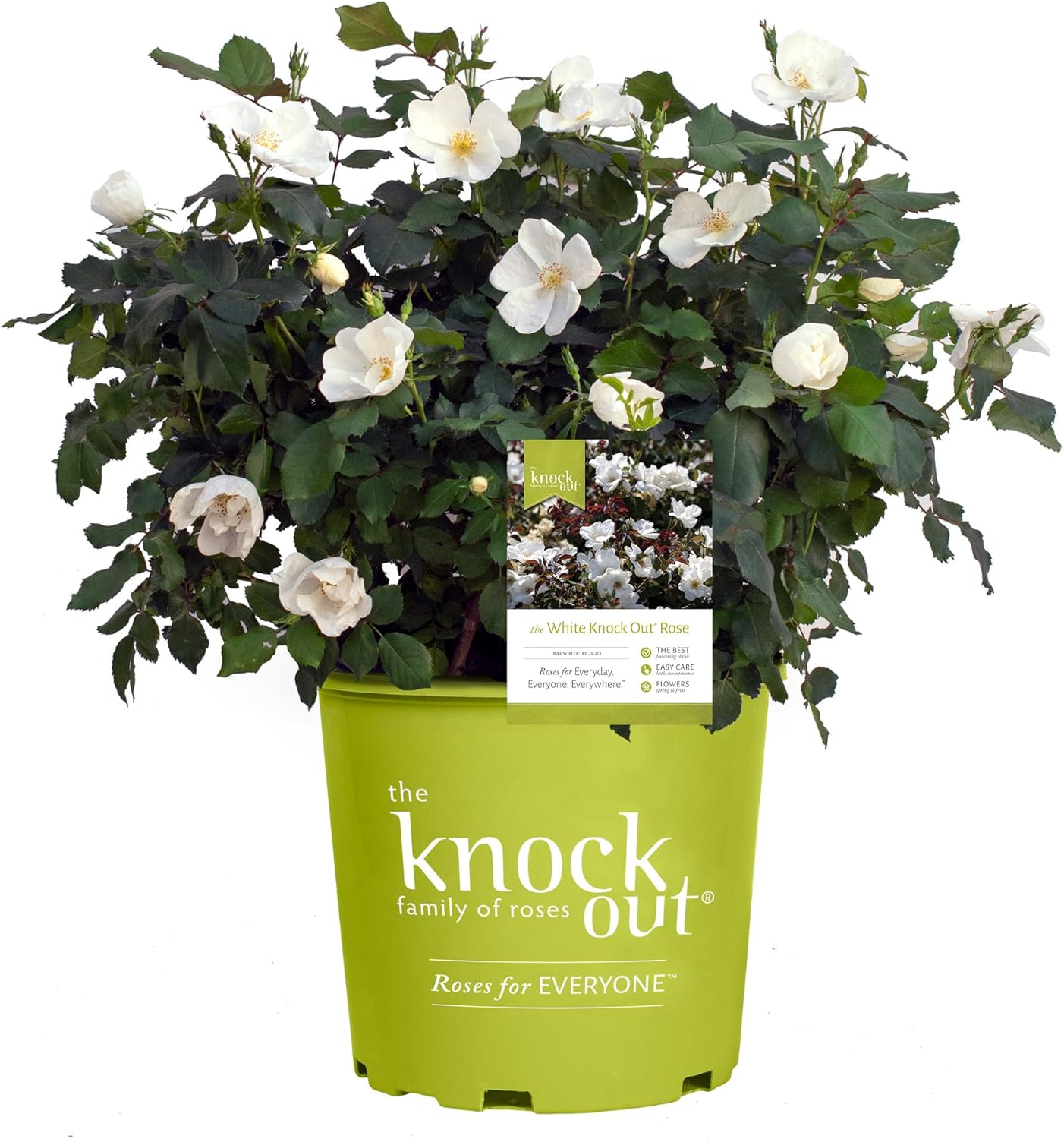Knockout White Rose and Double Knockout Cherry Red Plant Bundle, 1 Gallon Q79677