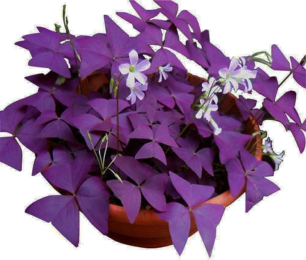 Oxalis Triangularis Purple Shamrocks - 10 Bulbs L556745