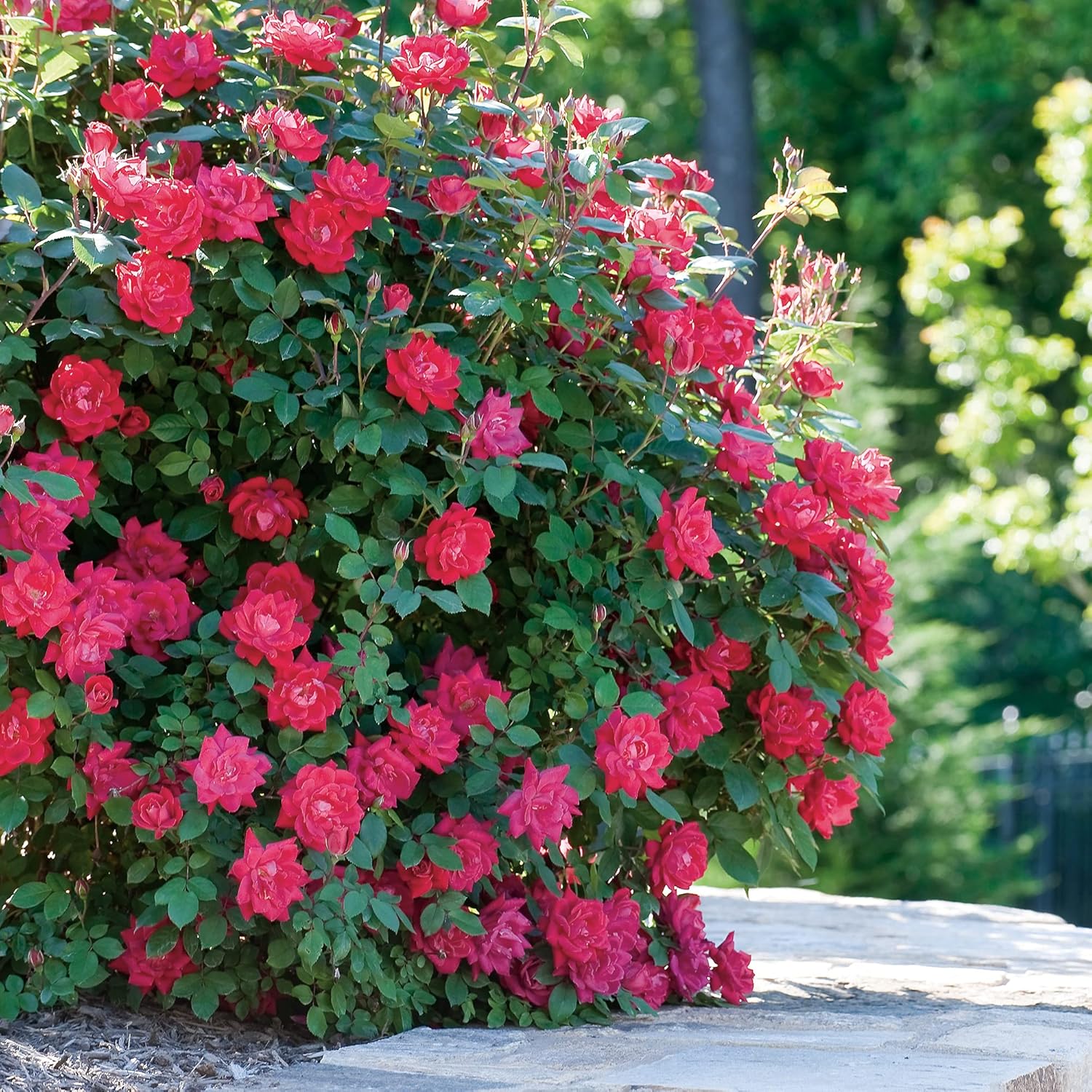 Knockout White Rose and Double Knockout Cherry Red Plant Bundle, 1 Gallon Q79677