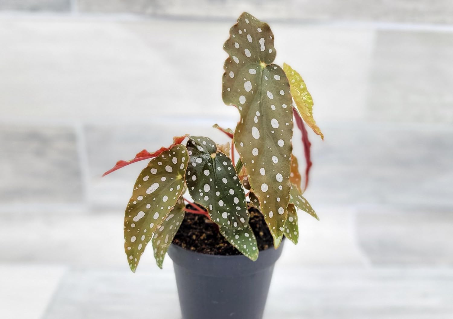 Begonia Maculata Angelwing in 4 Inch Nursery Pot by 3exoticgreen U361