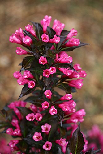Proven Winners Weigela Florida Spilled Wine Shrub, Pink Flowers, #3 Container E391547