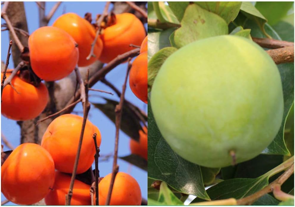 Persimmon Tree Diospyros Hachiya Fruit Seeds Potted Plant N57497