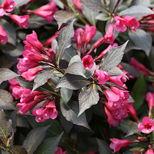 Proven Winners Weigela Florida Spilled Wine Shrub, Pink Flowers, #3 Container E391547