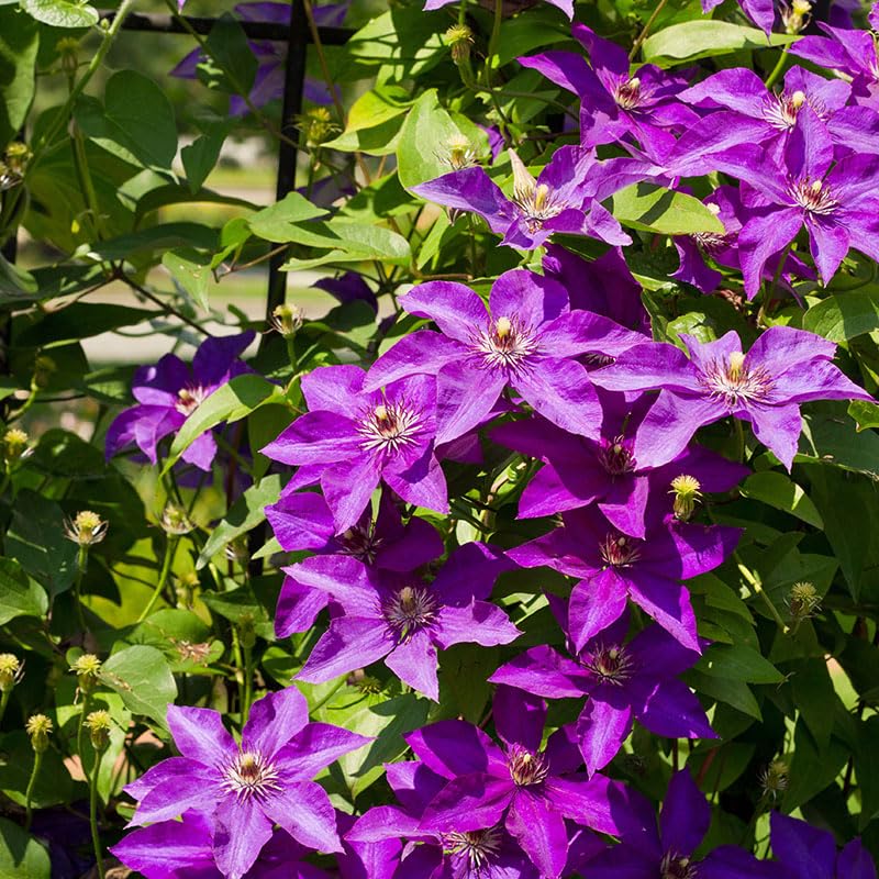 Clematis Vine Plant Live, 4-6 Inch Tall, Perennial Lavender Purple J59430