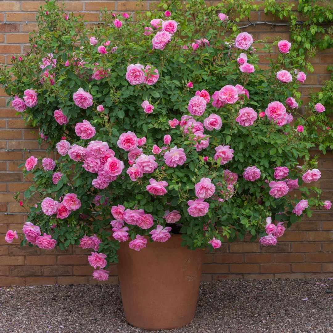 Pink New Dawn Rose Plant Live, Climbing Rose Bushes Shrubs Live Plant, Pink Rose for Planting, Starter Size, 4 to 10 Inc Tall