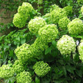 5 Limelight Hydrangea Seeds Perennial Hardy Garden Shrub Bloom Flower