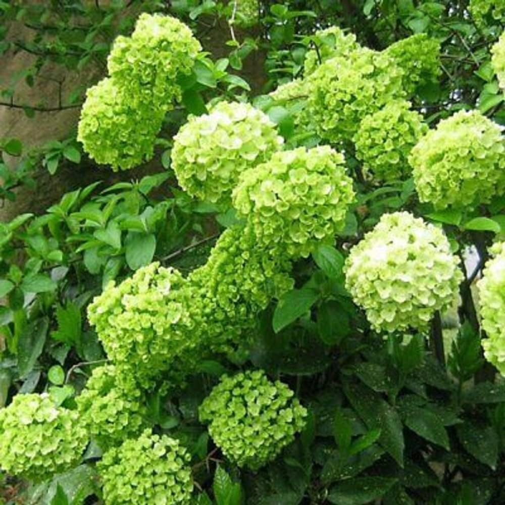 5 Limelight Hydrangea Seeds Perennial Hardy Garden Shrub Bloom Flower