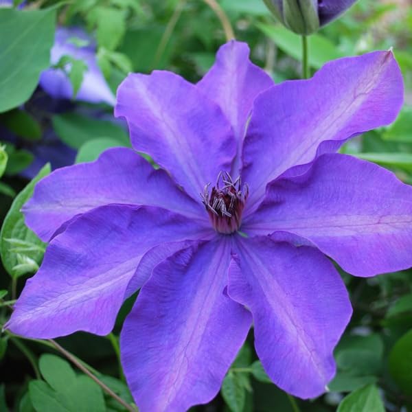 Clematis Vine Plant Live, 4-6 Inch Tall, Perennial Lavender Purple J59430