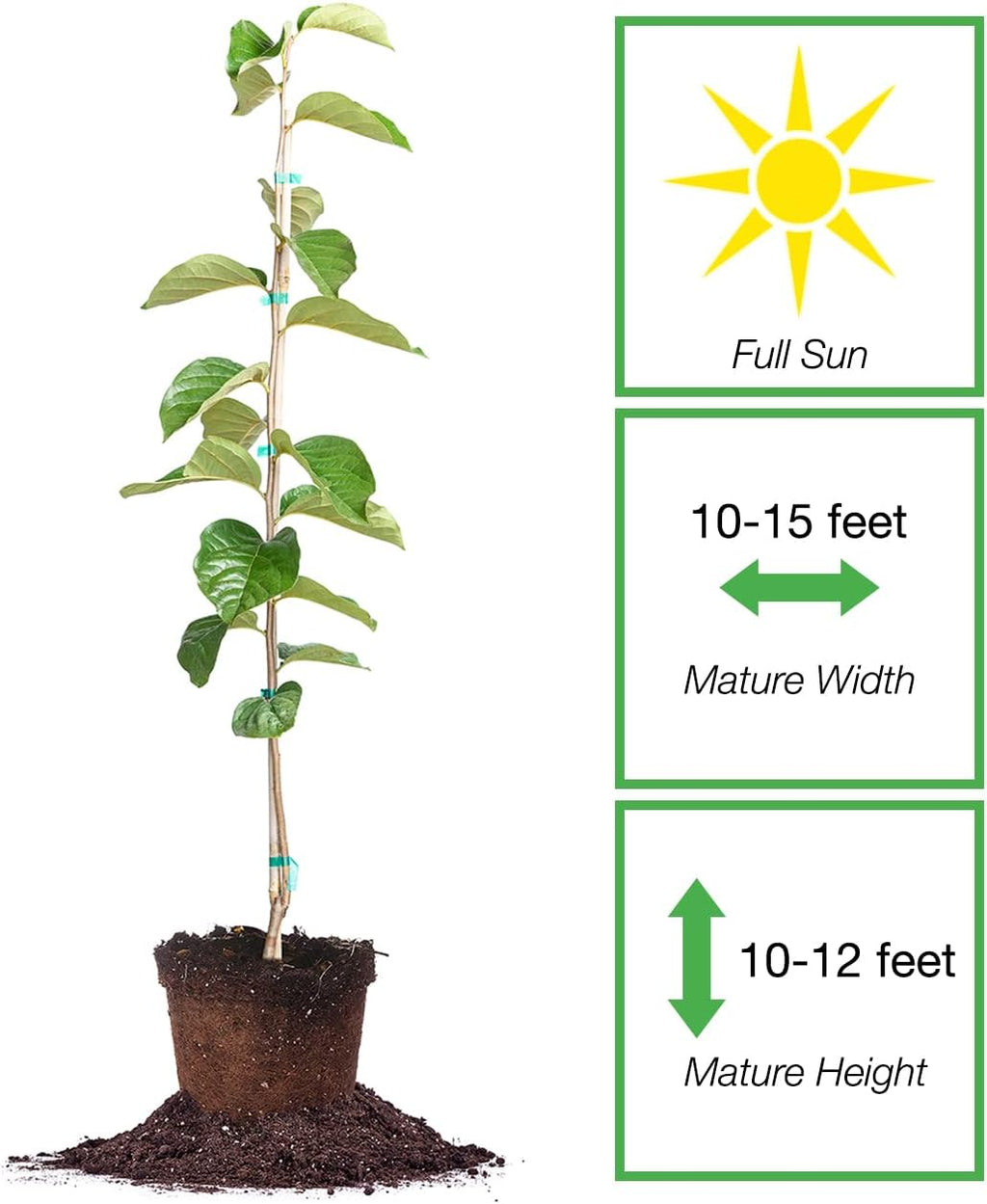 PERFECT PLANTS Hana Fuyu Persimmon Tree 4-5 Feet Live Fruit Tree K91580