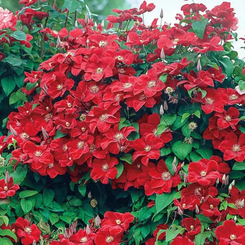 Clematis Vine Plant Live for Planting, Clematis Plants Live, 4 to 6 Inch Tall, 2.5 Inc Pot Well Rooted, Clematis Seeds Perennial, Red Clematis