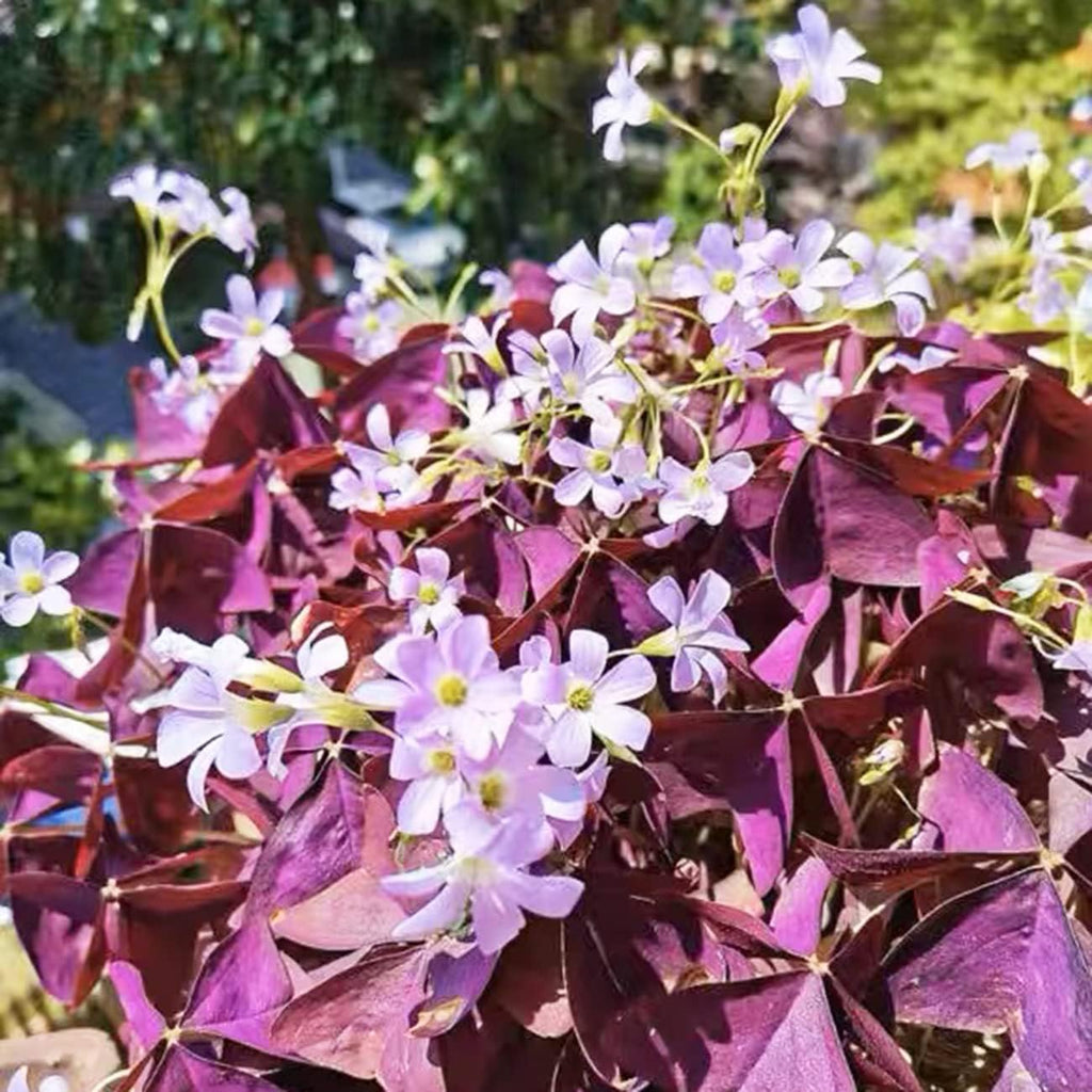 Purple Shamrocks Oxalis Triangularis Bulbs for Planting Indoors or Outdoors D959405