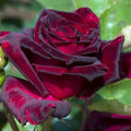 Lady Rose Plant Live Ready to Grow Outdoor Indoor, Pink Rose Bush Live Plant for Planting, Fragrant Rose Flowers Vibrant Blooms