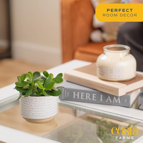 Costa Farms Mini Live Succulents Echeveria Houseplant in Stone Planter Pots, 4-Inches Tall (2-Pack) L10267
