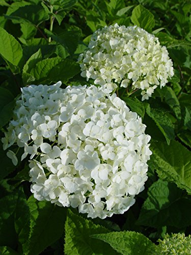 Hydrangea arb. 'Annabelle' Smooth Hydrangea Shrub, White Mophead Flowers, #3 Container F484907