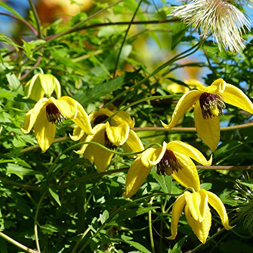 Outsidepride 1000 Seeds Perennial Clematis Climbing Vine K152