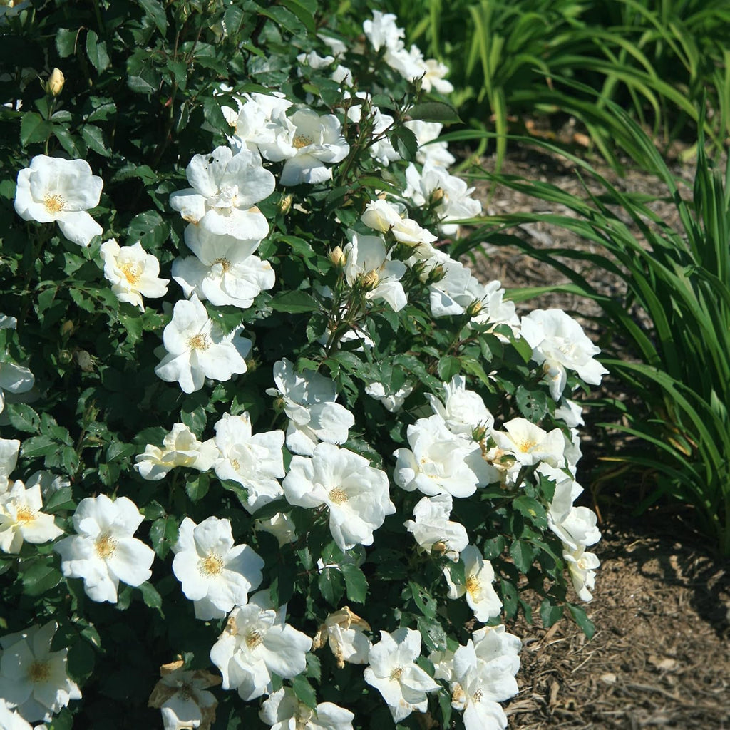 Knockout White Rose and Double Knockout Cherry Red Plant Bundle, 1 Gallon Q79677
