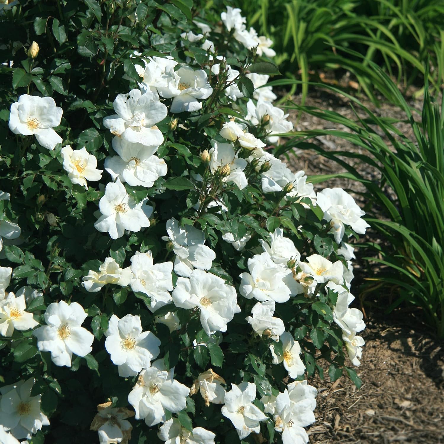 Knockout White Rose and Double Knockout Cherry Red Plant Bundle, 1 Gallon Q79677