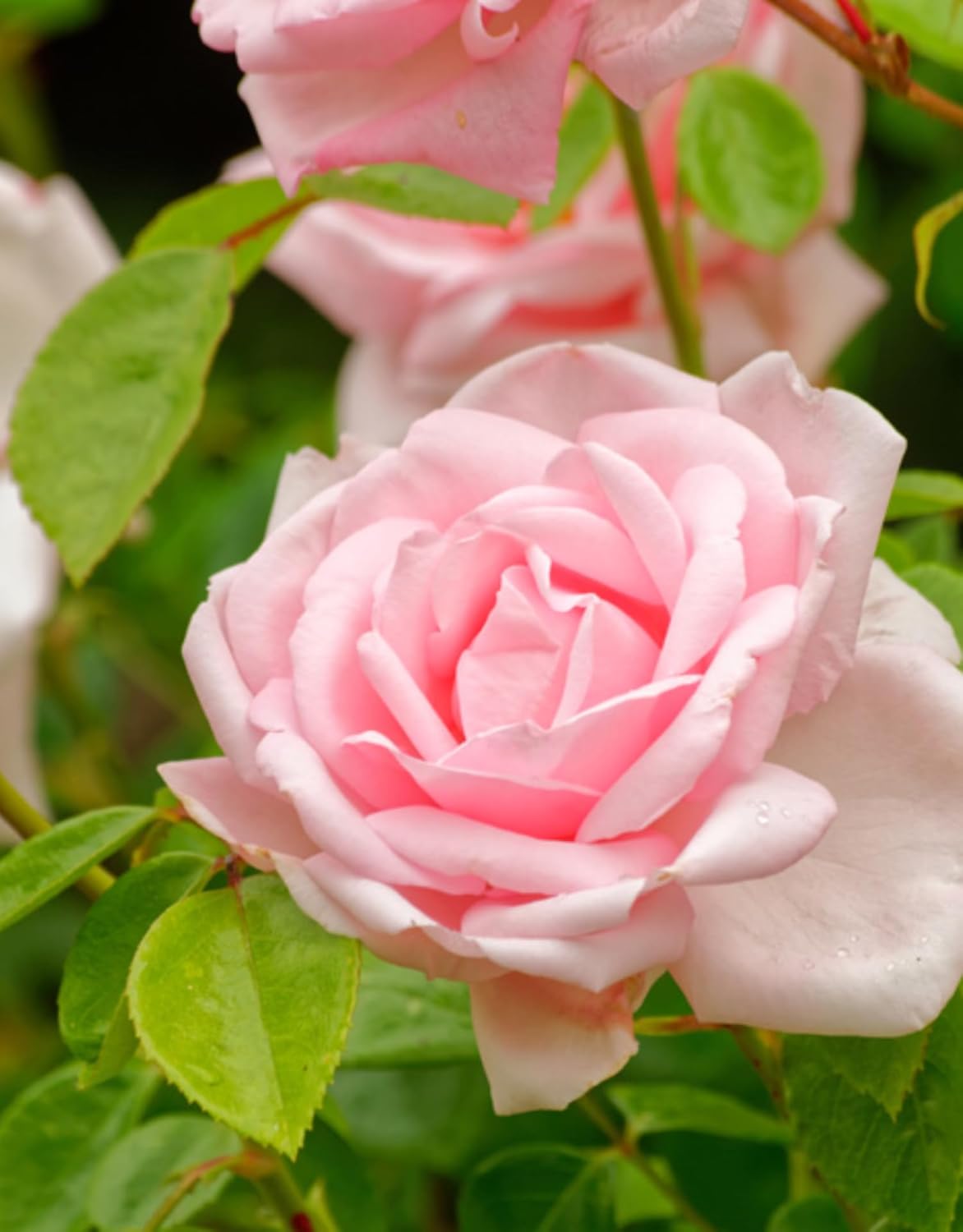 Pink New Dawn Climbing Rose Bush Live Plant, Starter Size 4 to 10 in Tall Z465
