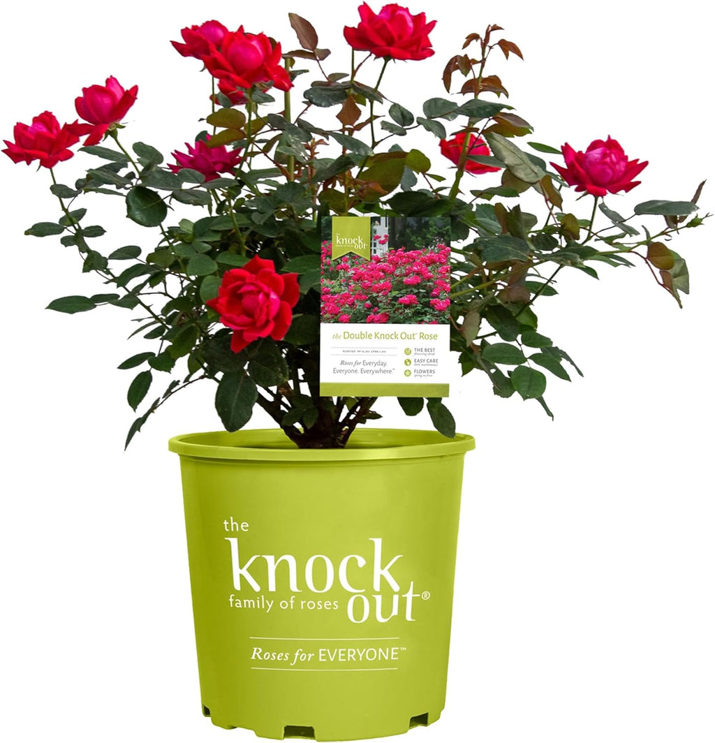 Knockout White Rose and Double Knockout Cherry Red Plant Bundle, 1 Gallon Q79677