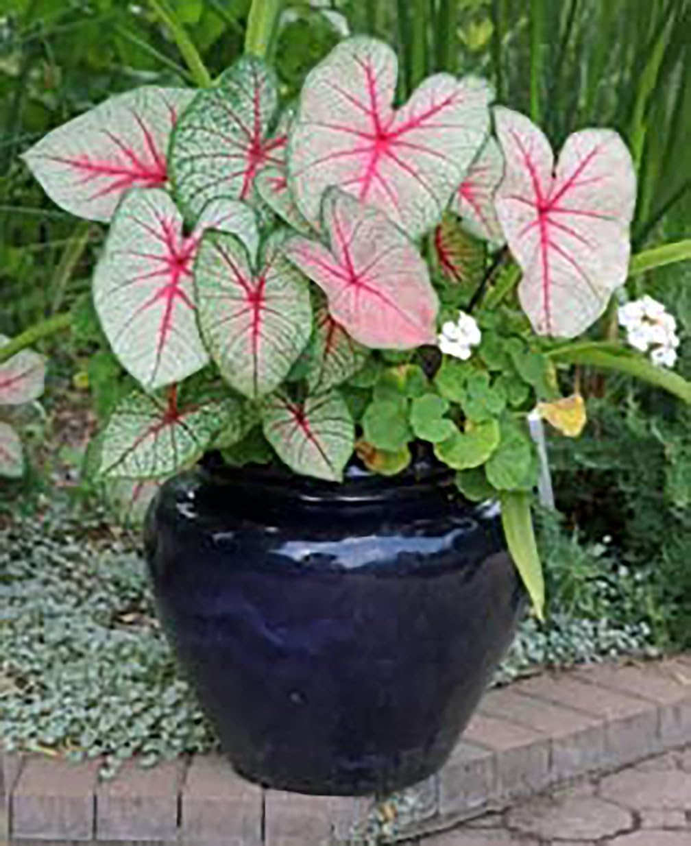Kathleen Caladium Large Size Root K483