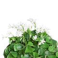 Easy to Grow Oxalis Triangularis 'Purple Shamrocks' Plant Bulbs (20 pack) - Dark Purple Foliage & Light Pink Flowering Blooms for Indoor or Outdoor Gardens