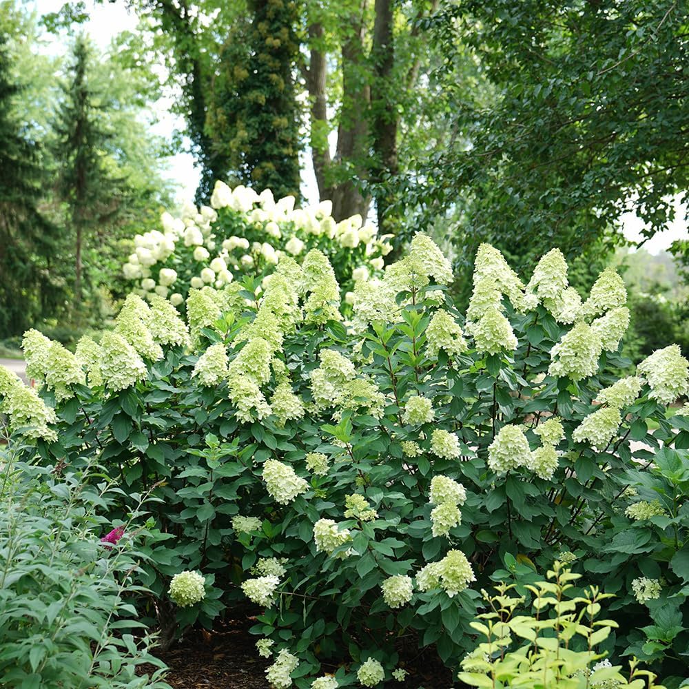Limelight Prime Panicle Hydrangea 3 Gal Proven Winners C958453
