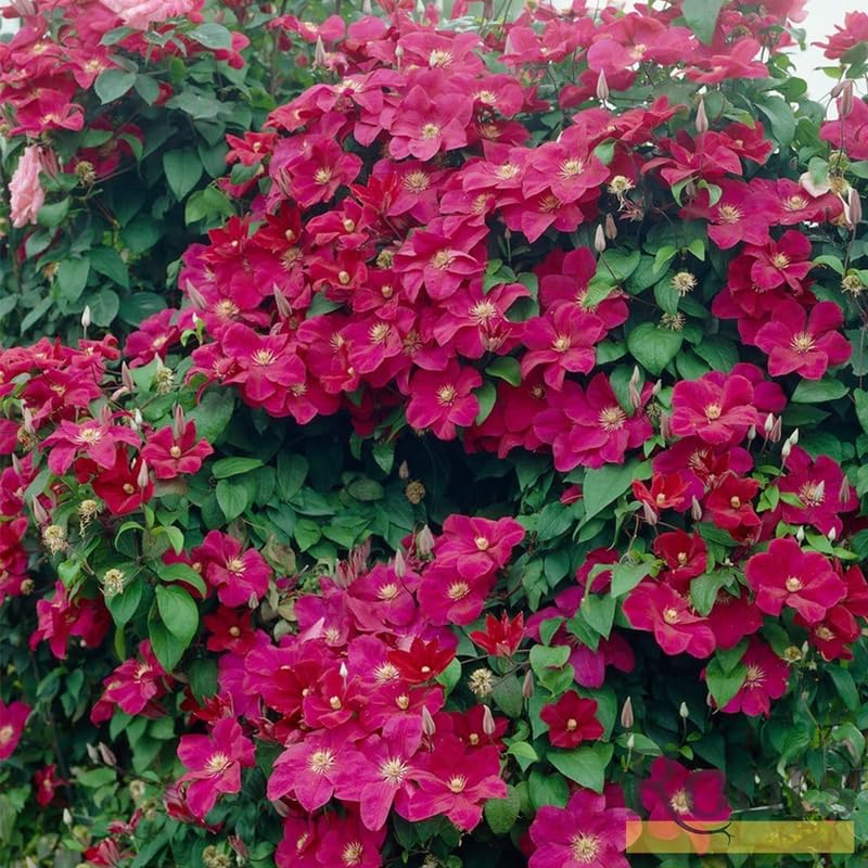 Clematis Vine Plant Live, Red, 4-6 Inch Tall, 2.5 Inch Pot V3762