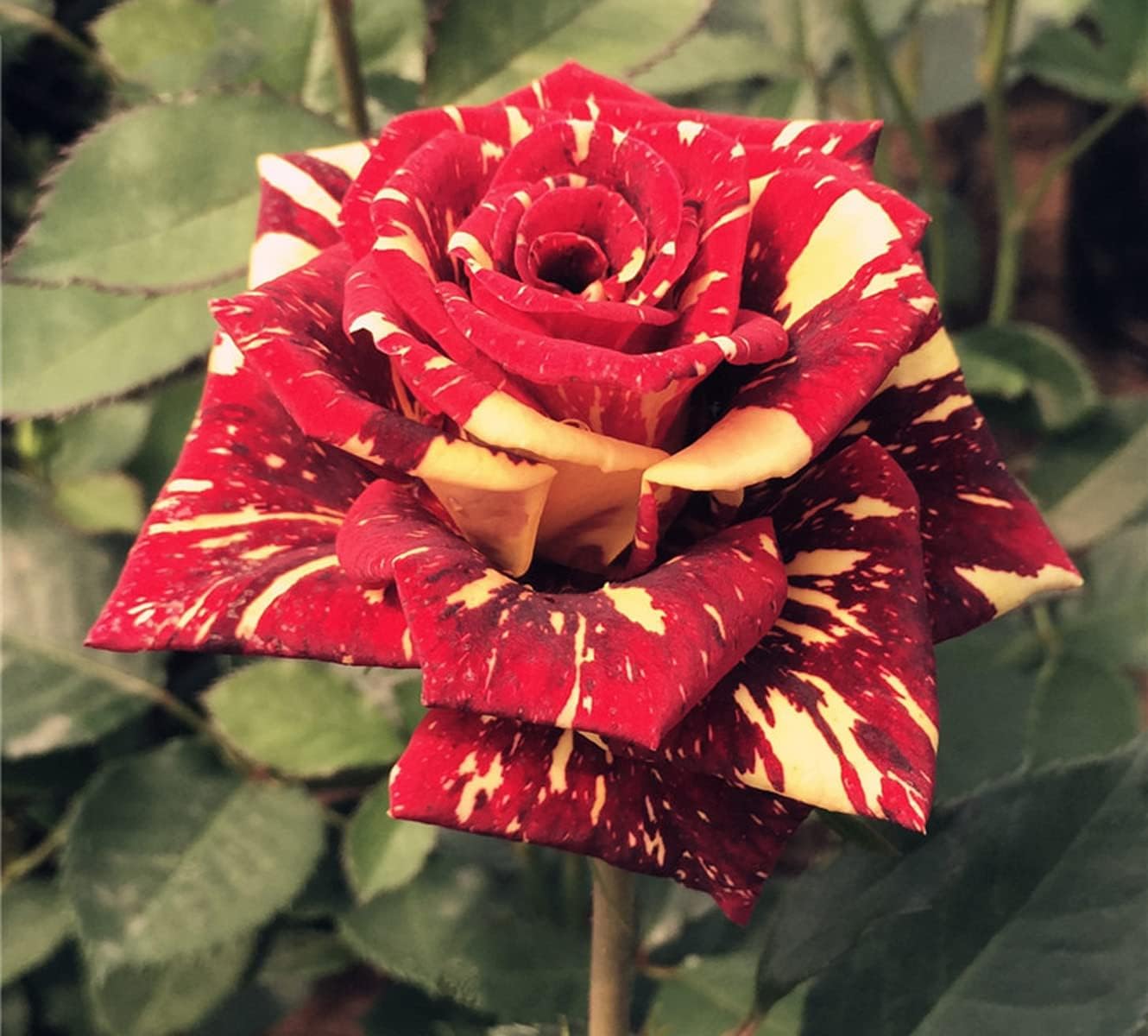 Dark Red Stripes Rose Bush Live Plant Outdoor Garden J946