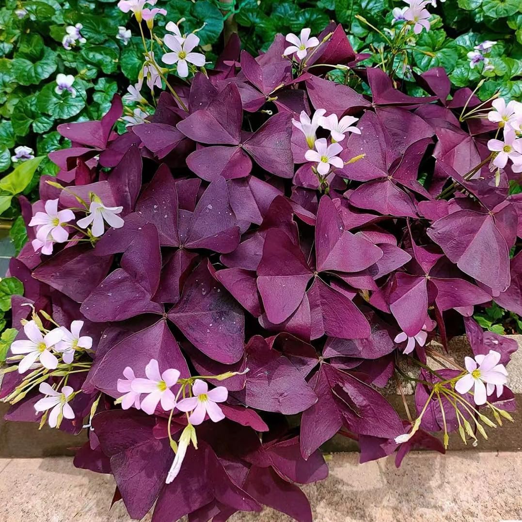 Purple Shamrocks Bulbs, Oxalis Triangularis, Pack of 24 K547690