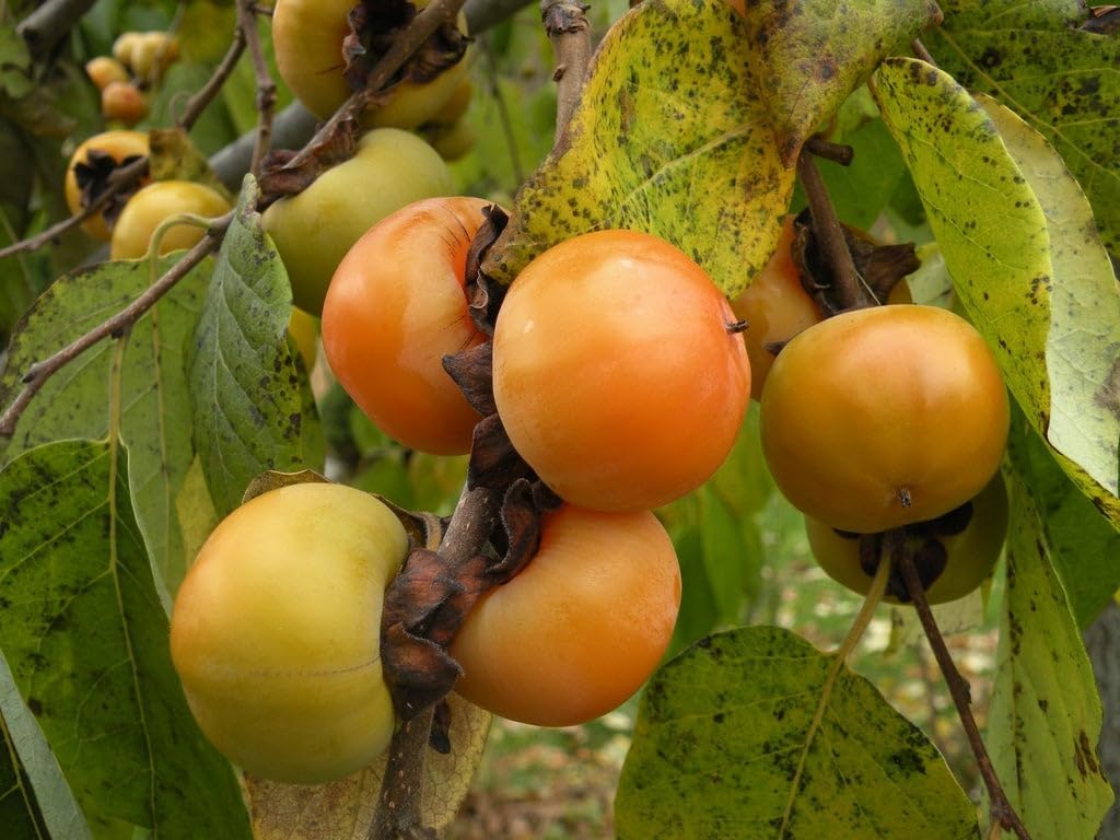 Persimmon 'Meader' Grafted Plant B876347